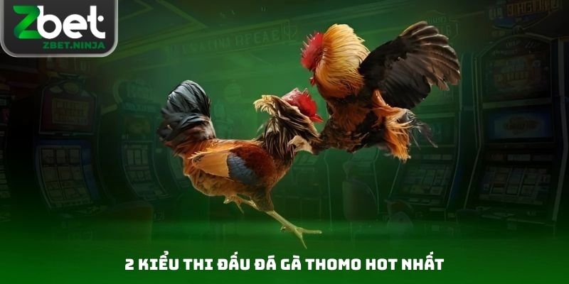 2 kiểu thi đấu đá gà Thomo hot nhất