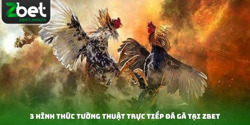3 hình thức tường thuật trực tiếp đá gà tại Zbet
