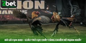 Đá Gà Cựa Dao - Giải Trí Cực Chất Cùng Chiến Kê Mạnh Nhất