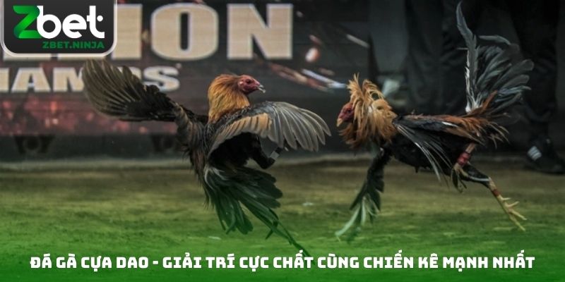 Đá Gà Cựa Dao - Giải Trí Cực Chất Cùng Chiến Kê Mạnh Nhất