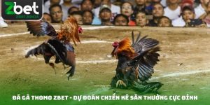 Đá Gà Thomo Zbet - Dự Đoán Chiến Kê Săn Thưởng Cực Đỉnh