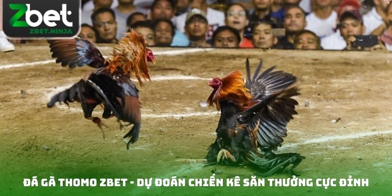 Đá Gà Thomo Zbet - Dự Đoán Chiến Kê Săn Thưởng Cực Đỉnh