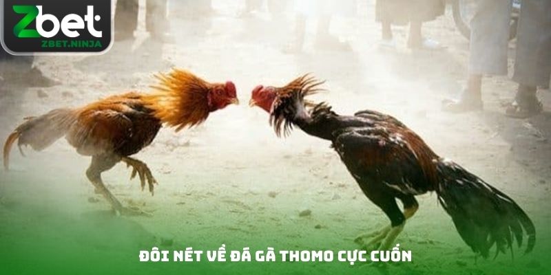 Đôi nét về đá gà Thomo cực cuốn