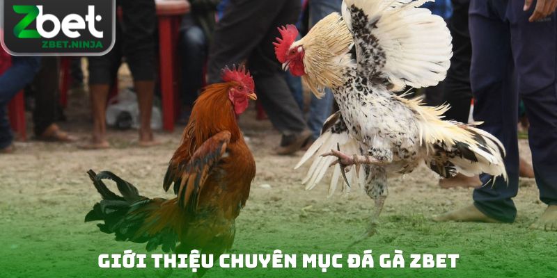 Giới thiệu chuyên mục đá gà ZBET