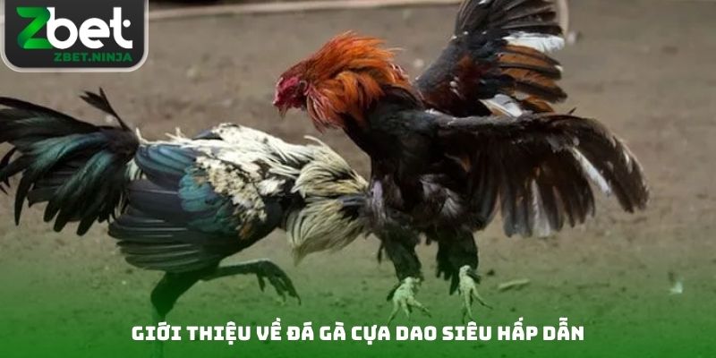 Giới thiệu về đá gà cựa dao siêu hấp dẫn