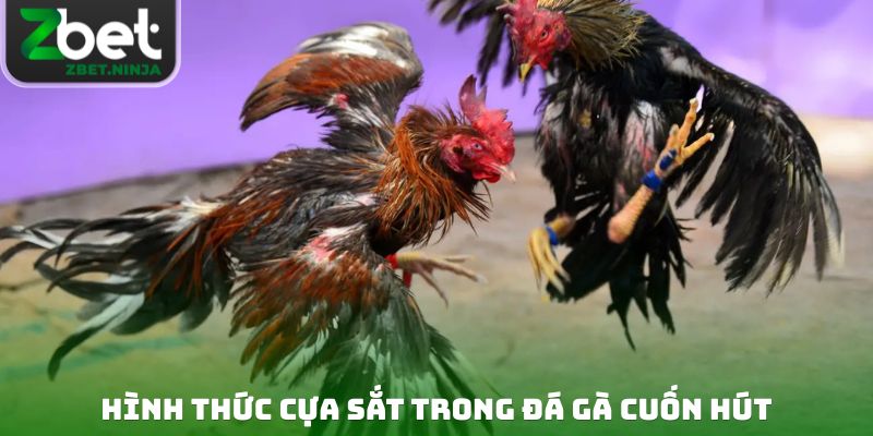 Hình thức cựa sắt trong đá gà cuốn hút