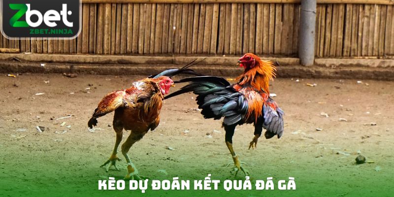 Kèo dự đoán kết quả đá gà