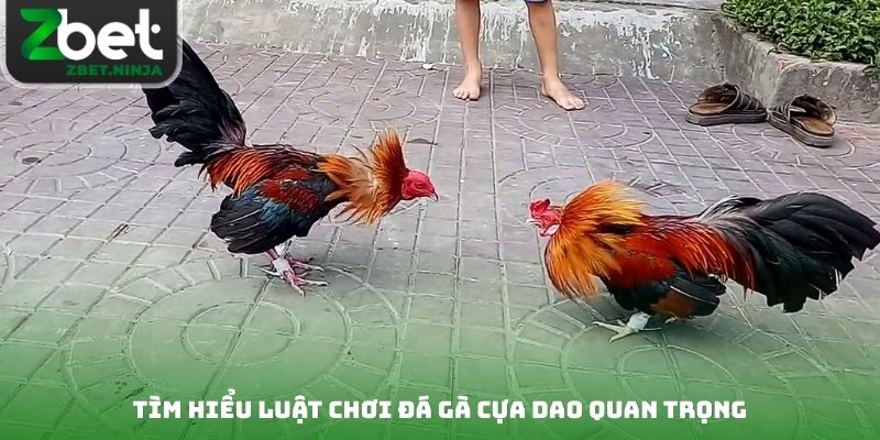 Tìm hiểu luật chơi đá gà cựa dao quan trọng