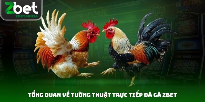 Tổng quan về tường thuật trực tiếp đá gà Zbet