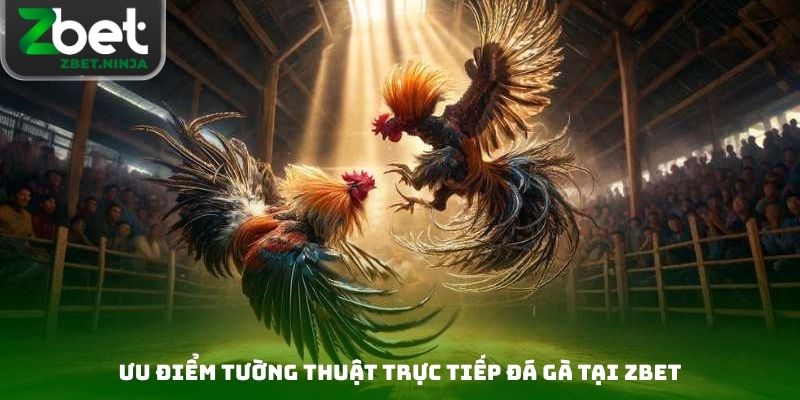 Ưu điểm tường thuật trực tiếp đá gà tại Zbet